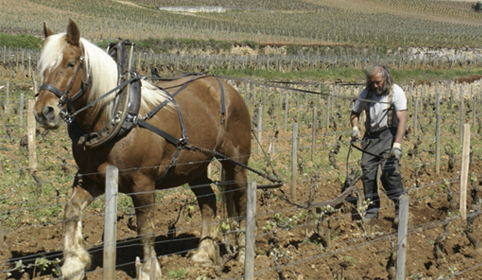Le labour à cheval