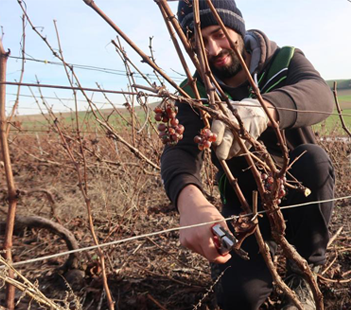 La taille de la vigne